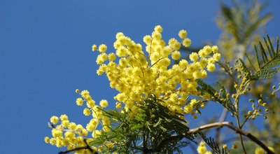 8 MARZO: UN CALENDARIO DI EVENTI IN OCCASIONE DELLA GIORNATA INTERNAZIONALE DELLA DONNA