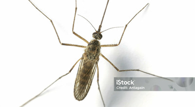 Cosa puoi fare per difenderti dalle zanzare: un importante vademecum